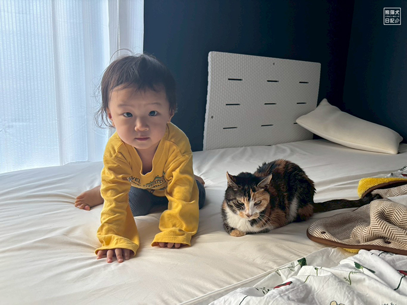 小童とツンデレ三毛猫の稚葉