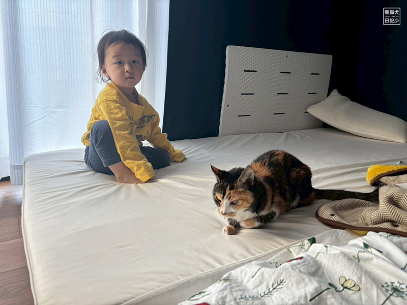 小童とツンデレ三毛猫の稚葉