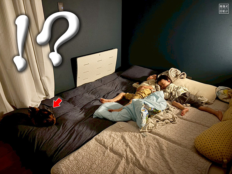 ツンデレ三毛猫の稚葉と子供たち