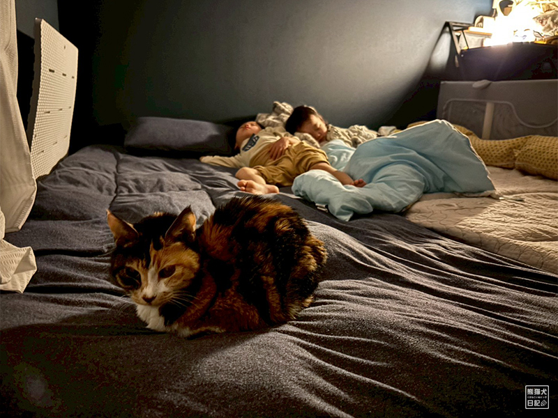 ツンデレ三毛猫の稚葉