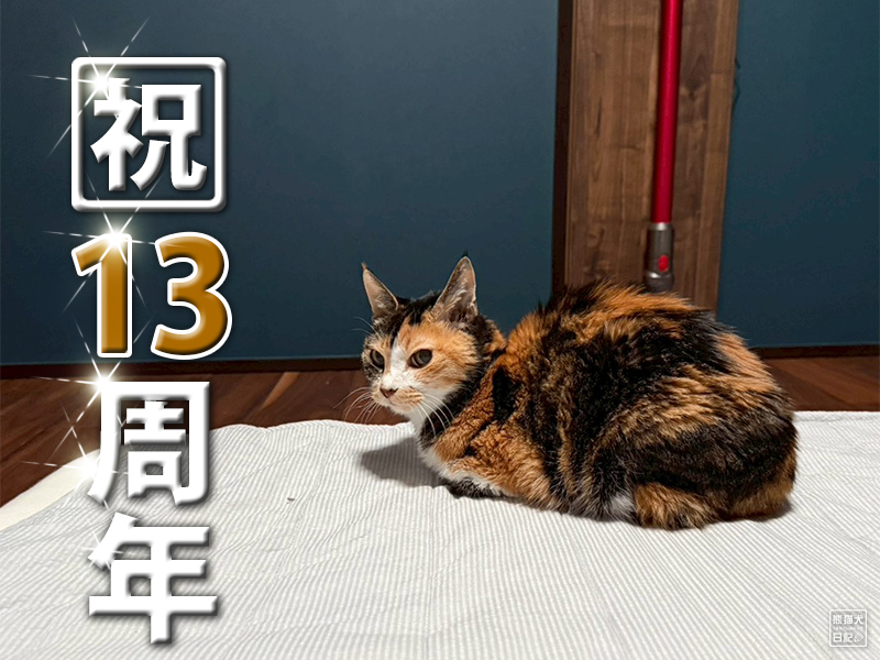 ツンデレ三毛猫の稚葉