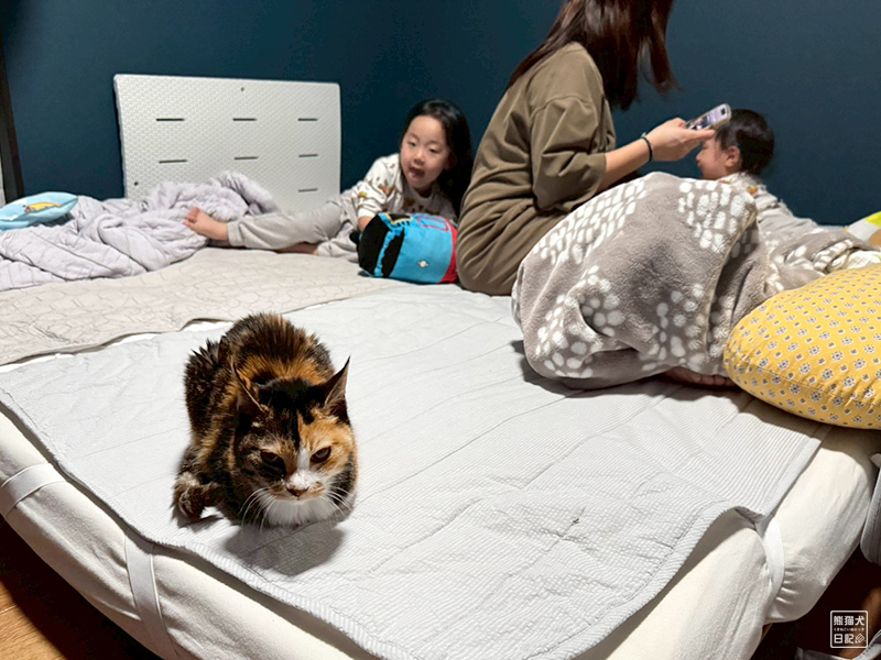 ツンデレ三毛猫の稚葉