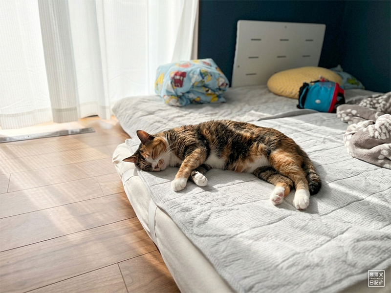 ツンデレ三毛猫の稚葉