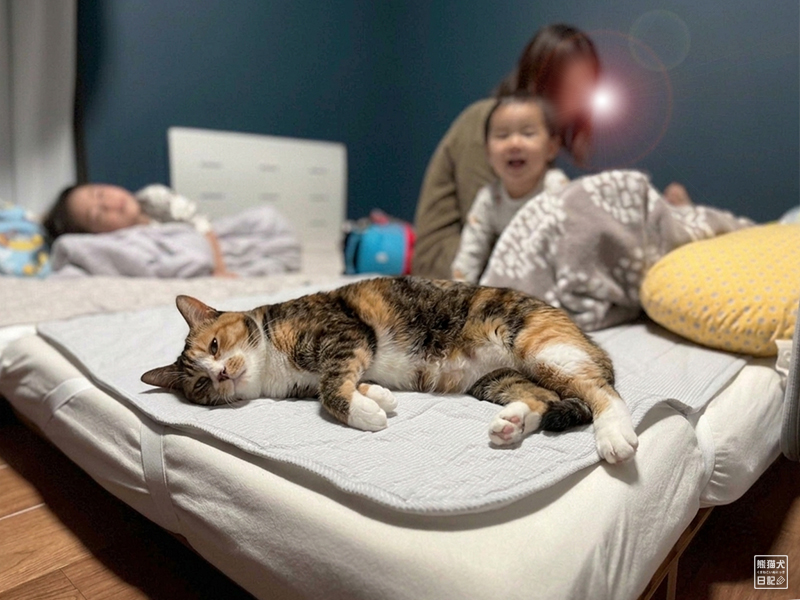 ツンデレ三毛猫の稚葉