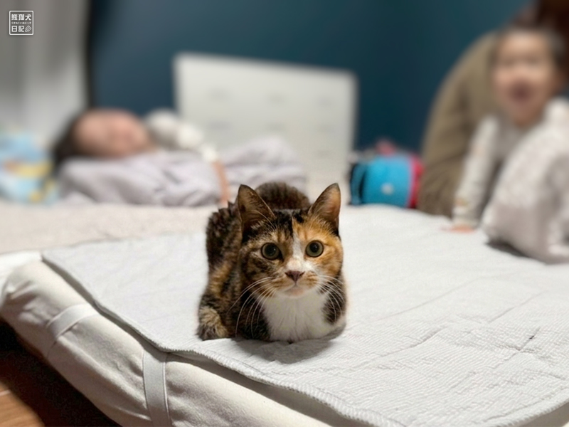 ツンデレ三毛猫の稚葉